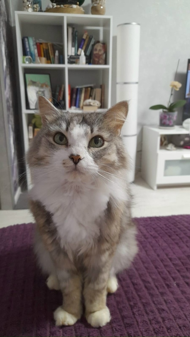 Позвольте представить ➡️ котик МАРИС 🐈.
Кот поистин?...