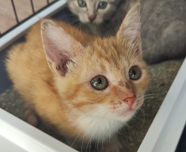 Пристраиваем котят. Осенний букетик) Два рыжих мальчик...