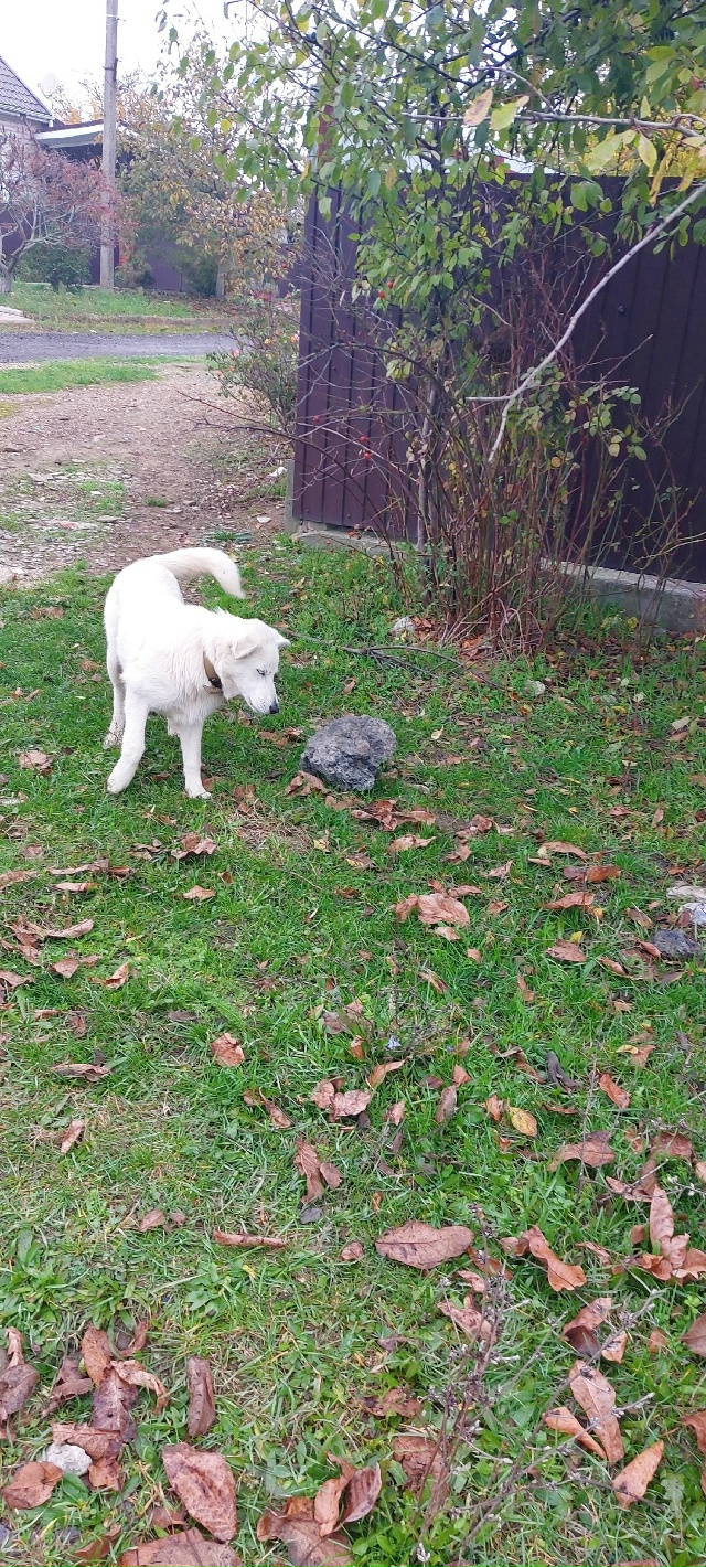 Чей потеряшка . Пер. Подгорный . За балкой
