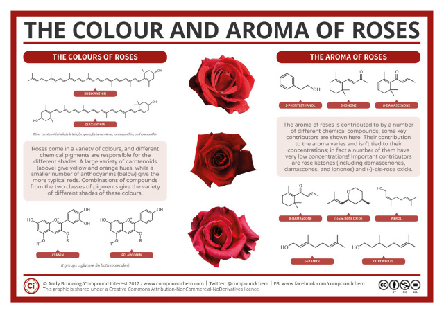 Почему розы так приятно пахнут?