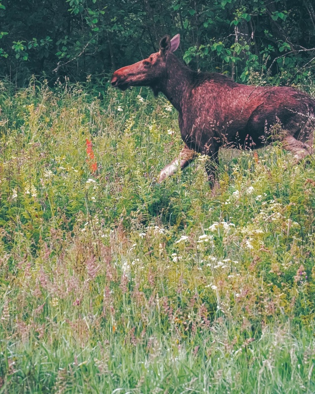 Утренний лосяш у реки Сутка 🦌
📷 Сергей Чекалов