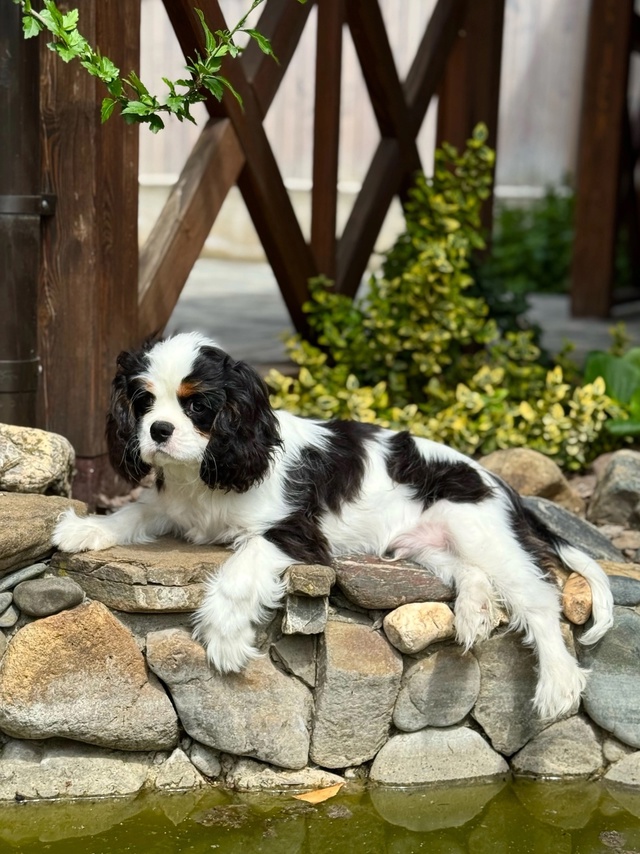 Предлагаются породные щенки ? от импортных родителей...