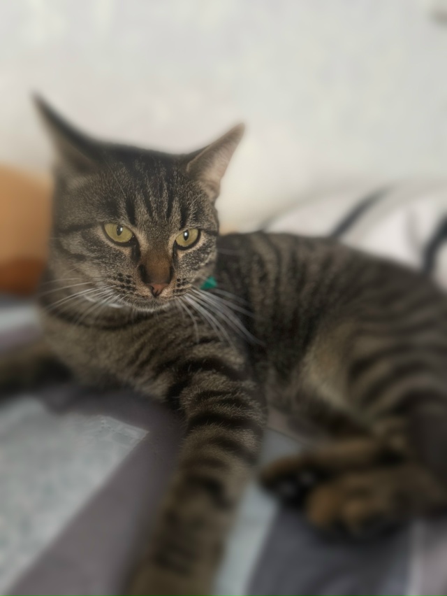 Здравствуйте, пропал кот . На нем был зеленый ошейник и ...