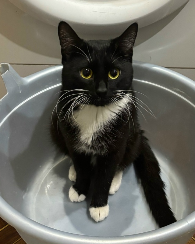 Добрый вечер
9 октября на улице Урицкого пропал кот, зо?...