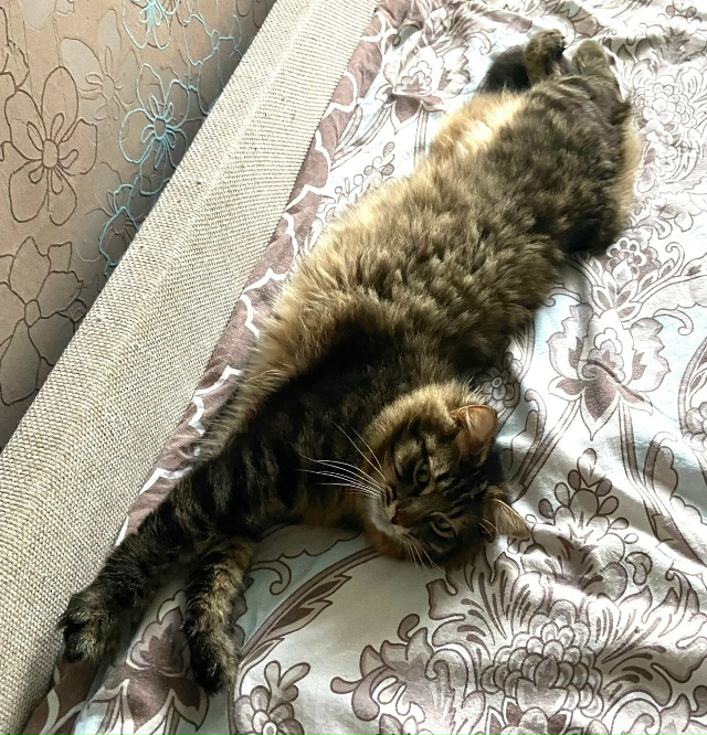 Потерялся кот,по кличке «МЭНИ».
В районе д. Красненька?...