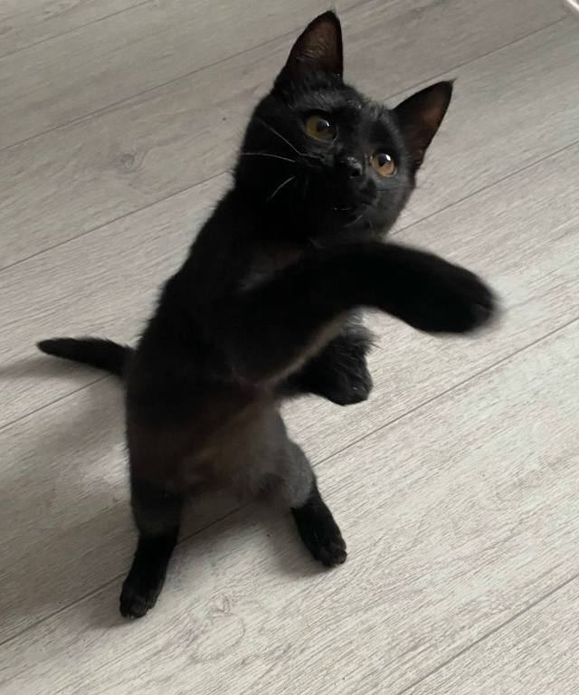 ОСОБЕННЫЙ ЧУДО-КОТЁНОК 🐈‍⬛ ИЩЕТ ЛЮБЯЩУЮ СЕМЬЮ❣️
😿 ...