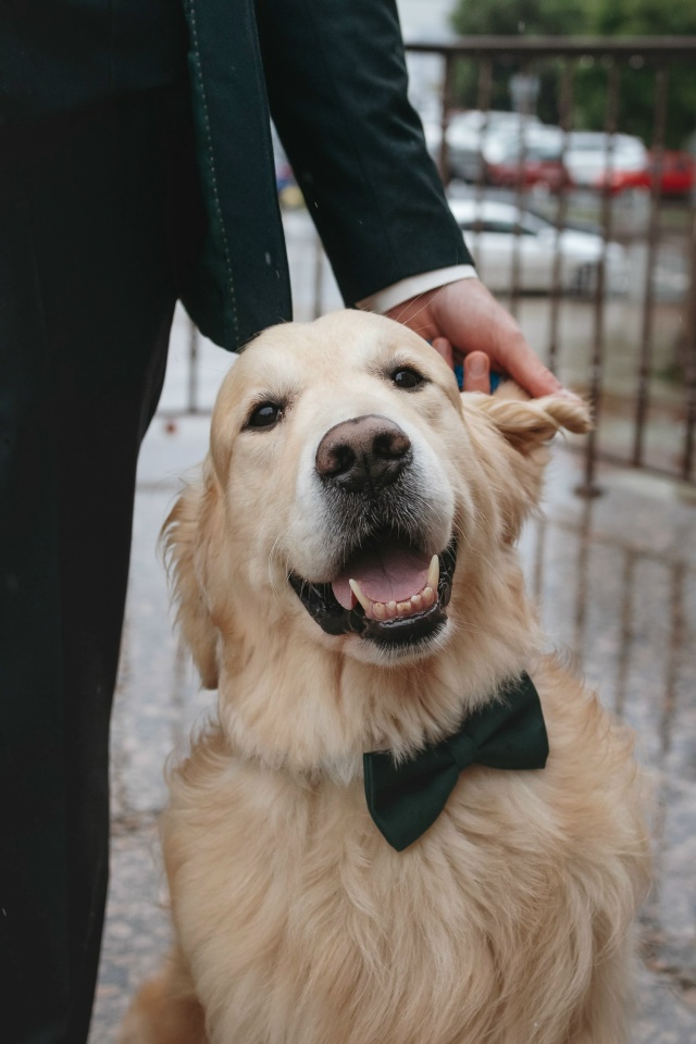 25.07.25
Мы и наш важный гость на свадьбе золотистый ретри?...