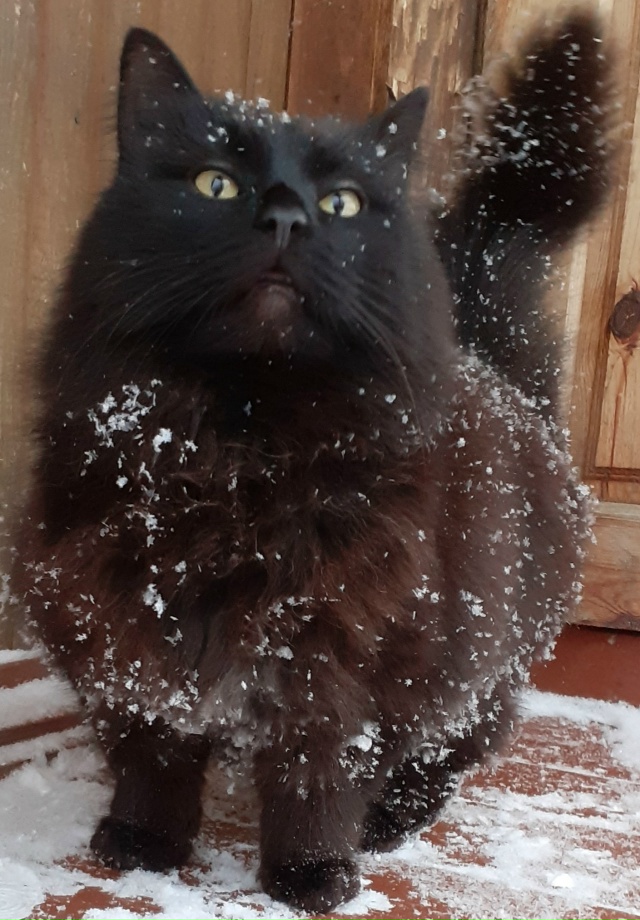 Пришла зима.
Автор фото: Маргарита Немкова