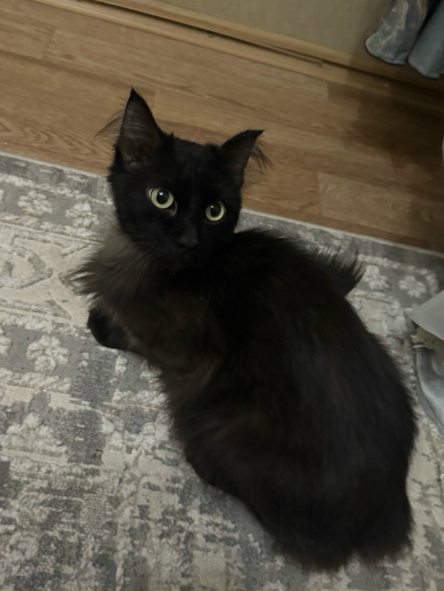 Чья потеряшка?
Мальчик,кастрированный, очень ласковый,...