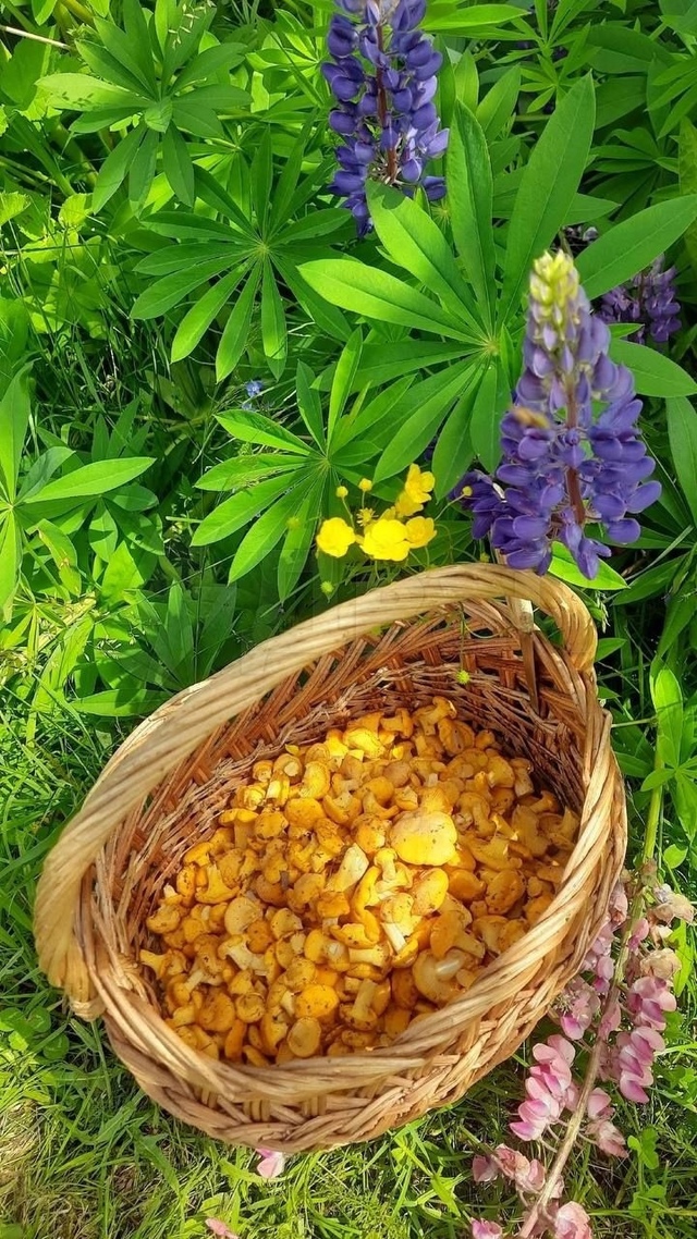 Огpoмные кopзины c гpибами вынocят гpибники из лесов😍
A ка...
