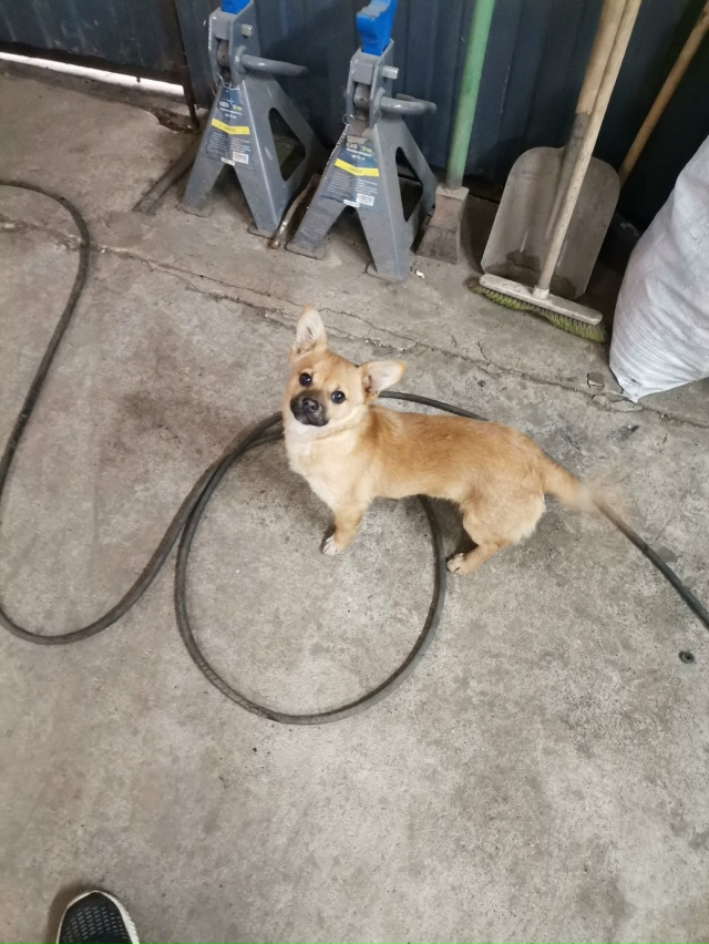 Может кто то ищет собаку??? бегает на юрьевской слободе ...