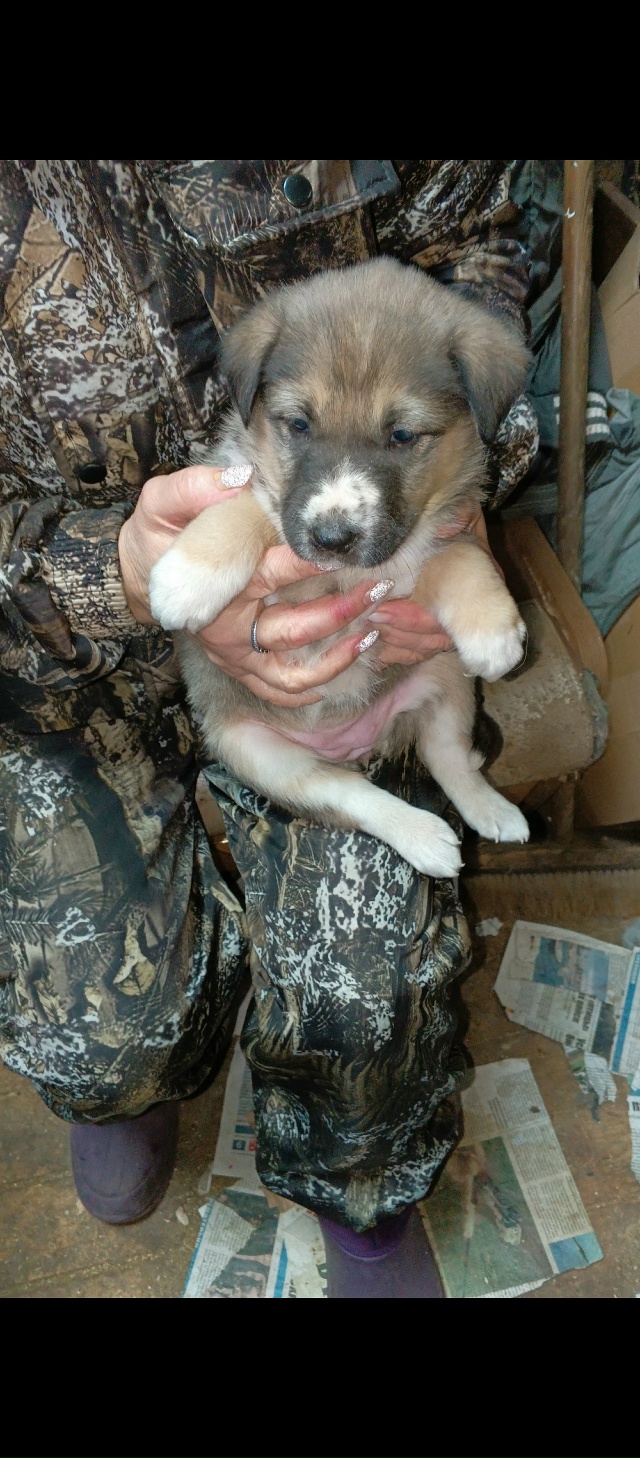 В добрые руки. Мать лайка, отец волкособ. 89041630166