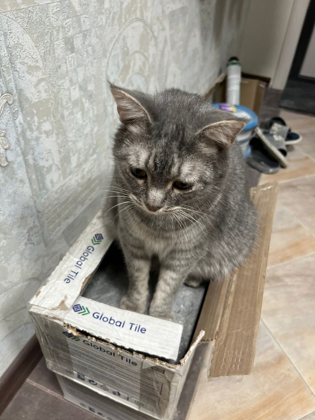 🆘 ПРОПАЛ КОТ 🆘
Кличка - Барс, 3 года, кастрирован. Очен...