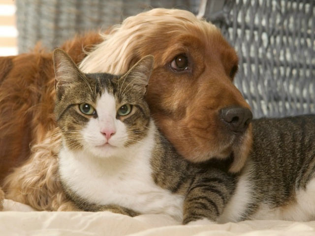 🗣️ Наша дочь хотела кошку, а муж хотел собаку, мы приш?...