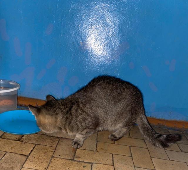 По домам по ул. Сурикова скитается бездомная кошка. Име...