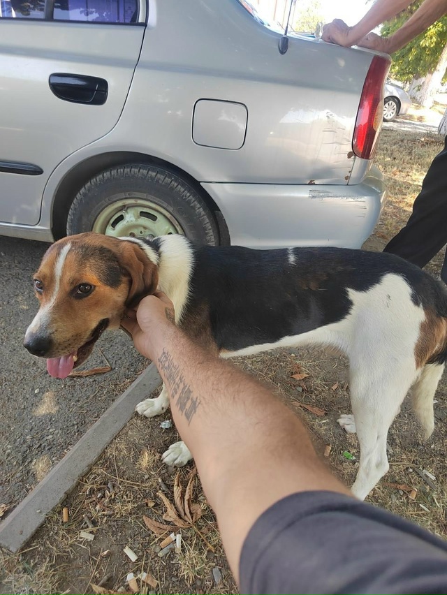  отдадим собаку чистокровный эстонец добрый мальчик ...