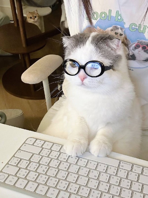 Рабкотаем наперекор лапке