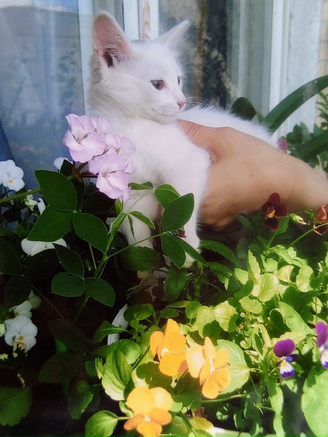 Кошка Снежок.