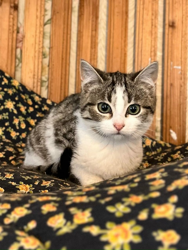 КОТЯТКАМ ищем ДОМ, самый лучший 🏡
Друзья, у нас целая ?...