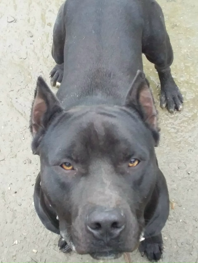 Срочно ищем нового хозяина для кобеля стаффордширског...