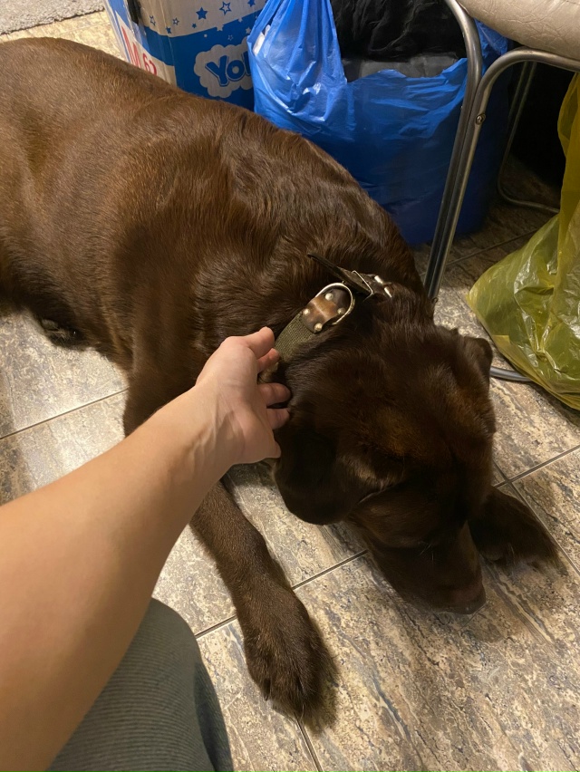 Нашли лабрадора (мальчик) возле 23 дома 6 мкр. Ищем хозяе?...