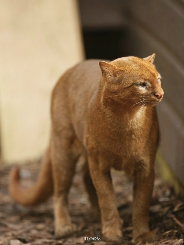 Это ягуарунди — необычная кошка, которая решила, что б?...