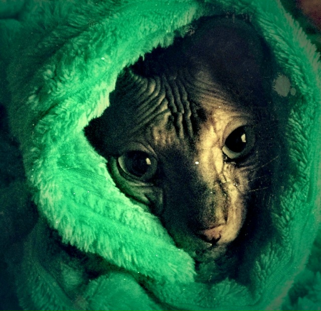 Его величество Мефистофель