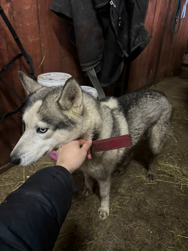 Прибилась собака на Ропшинском шоссе
Девочка, чипа не?...