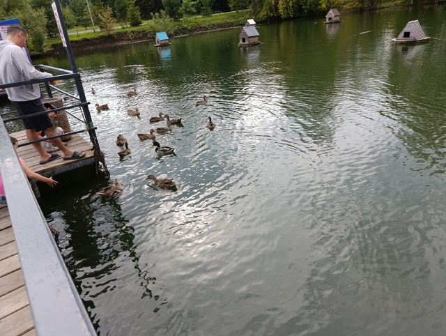 Хорошо летом даже черепашкам 🐢