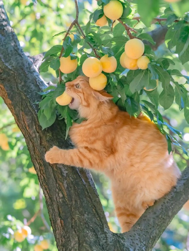 Абрикосовый каннибализм