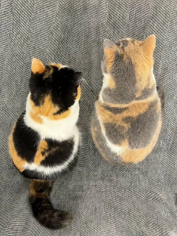 Кажется, в принтере начал заканчиваться тонер