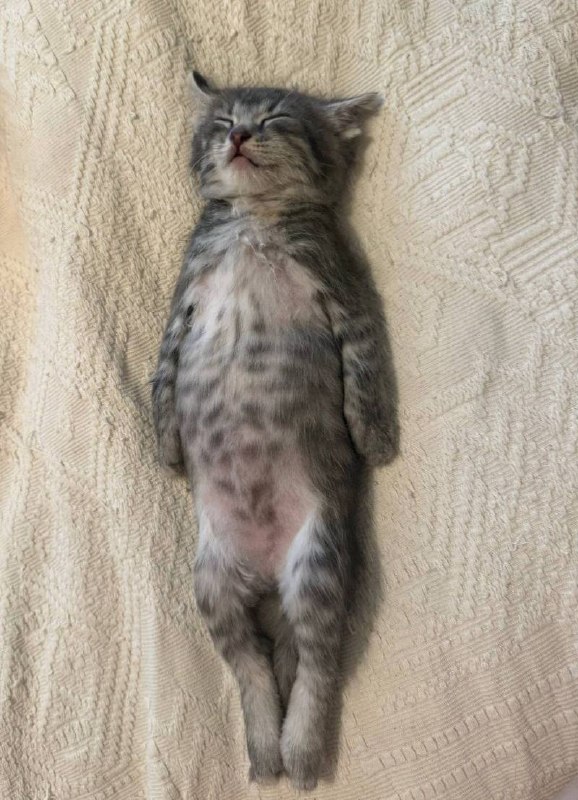 Споть :3