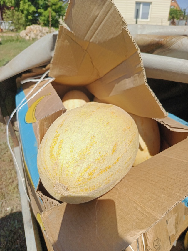 Продам арбузы 35 руб кг, дыни 75 руб кг
Тел 89228183552