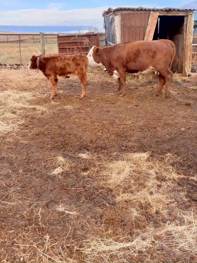 Анонимно.Продаётся телка с телёнком
Цена: 105т.р.
Тел: 8922...