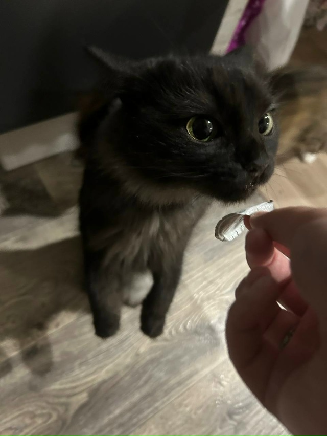 Срочно отдадим кошек, хотим пристроить хотя бы одну. От...