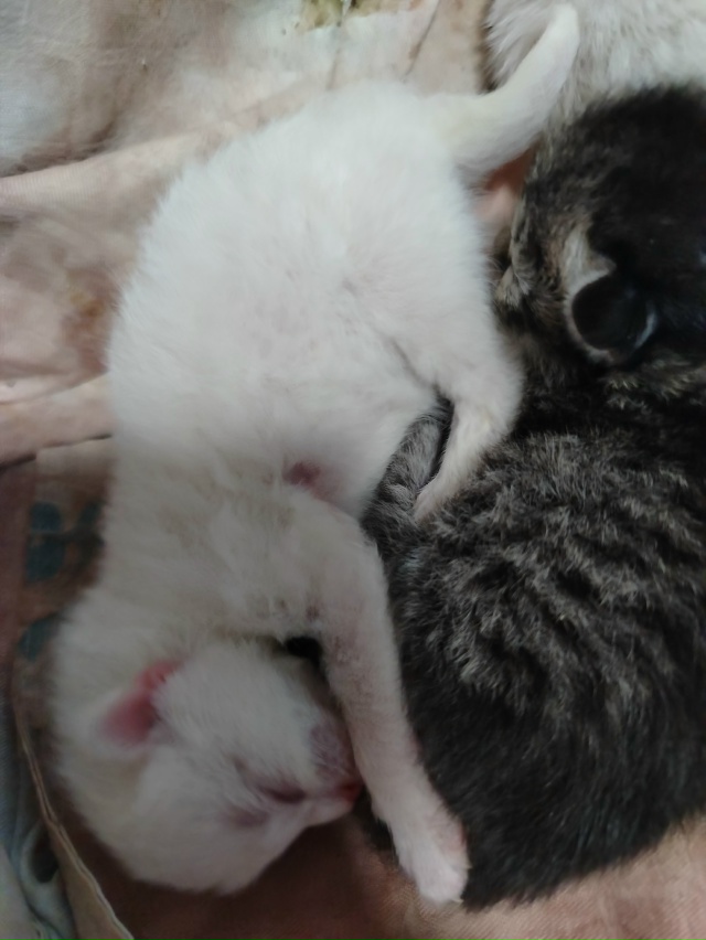 Фото 1. Отдам щенков в хорошие руки, папа по любви, две д?...