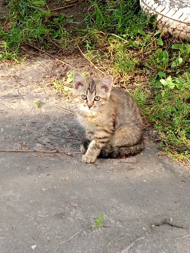 Помогите пристроить котят! 😺 Живут на улице, очень кра...