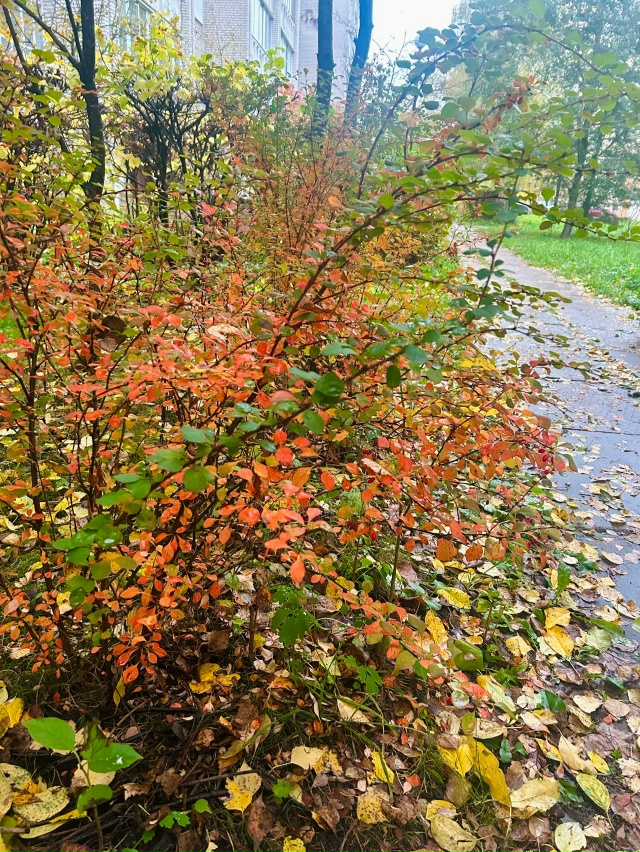 И еще немного поздней осени