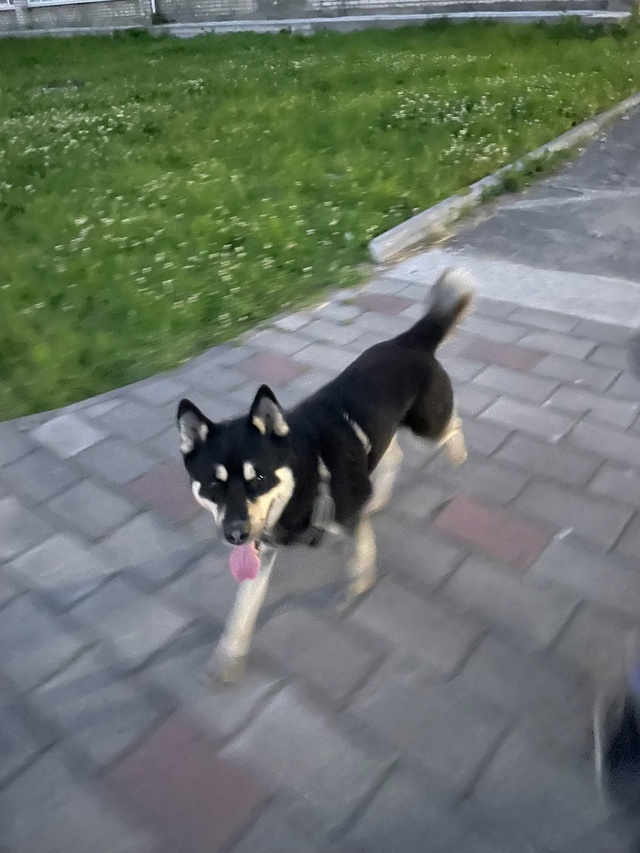 Добрый вечер!
Чей пес бегает по городу в шлейке, но без ?...