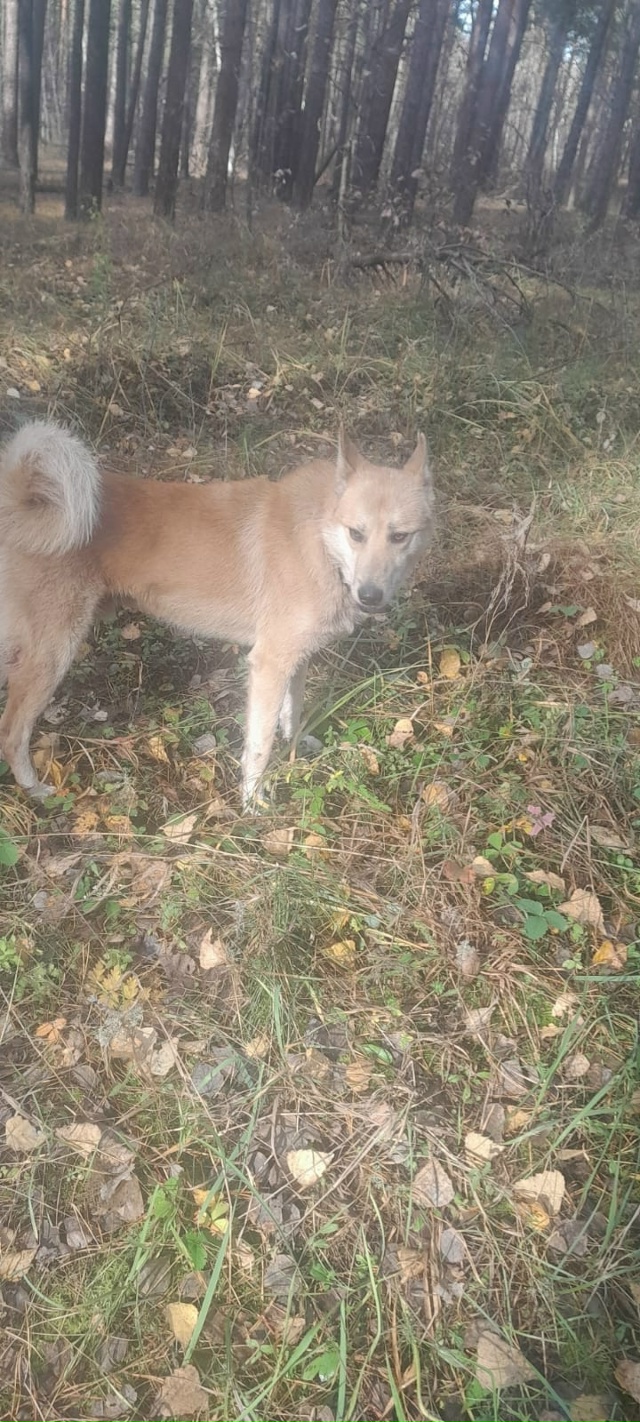 Сегодня, после обеда, на окраине Бузулукского бора, за ?...