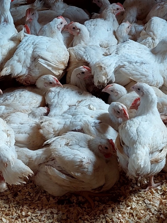 ❗❗❗ПРОДАЮТСЯ❗❗❗
Цыплята ? Бройлерные 50-ти дневны?...