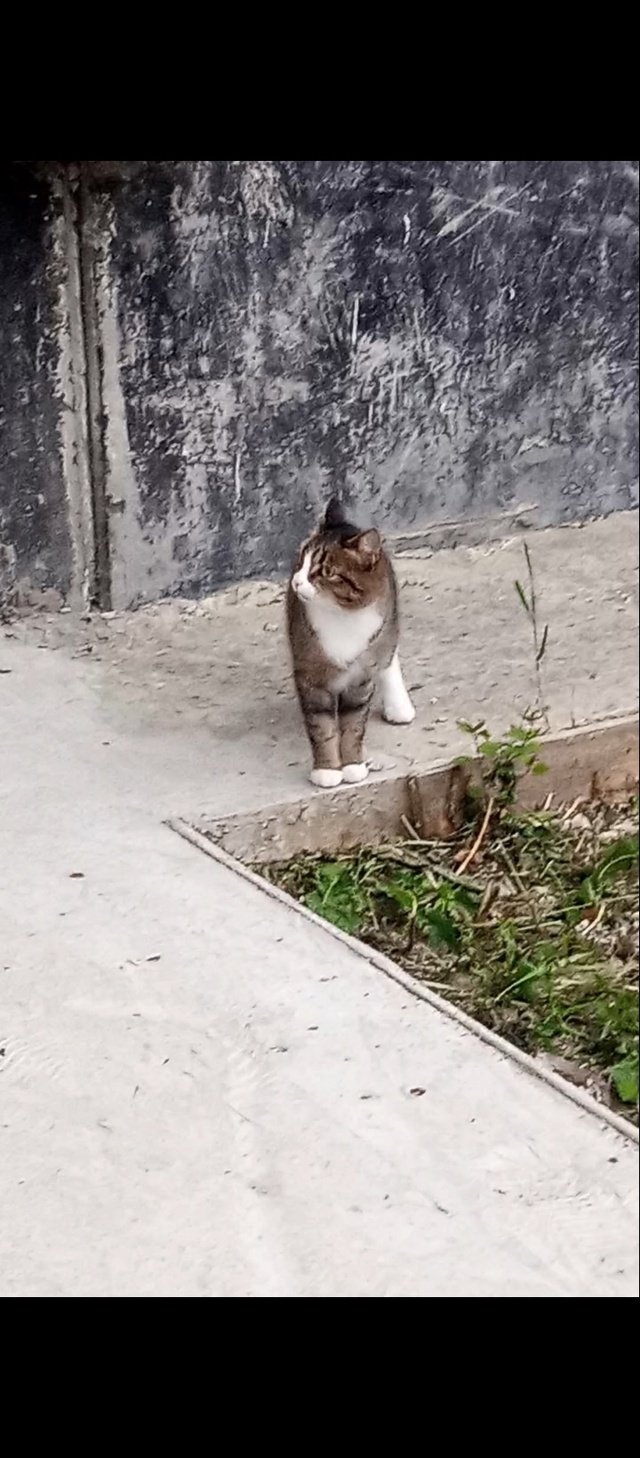 Выложите, пожалуйста.
Чей кот/кошка бегает возле 25 дом?...