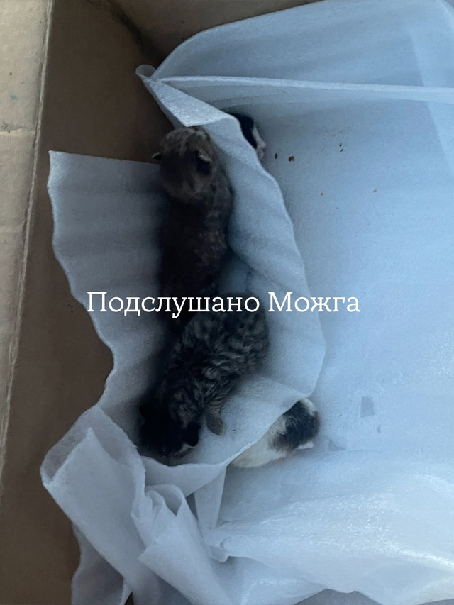 ‼ Ужас какой-то 😱😱
‼ ️️На конечке 2 (Красный поселок...