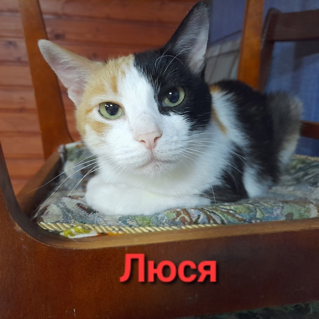 🐈 ПОДОПЕЧНЫЕ зоозащитной гпуппы 