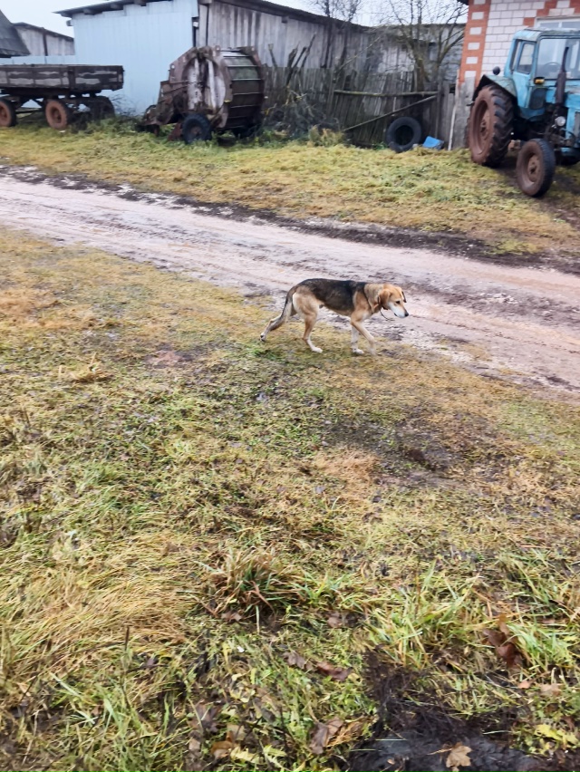 ⁉️ Добрый день, охотники
Бегает собака русская гонча?...