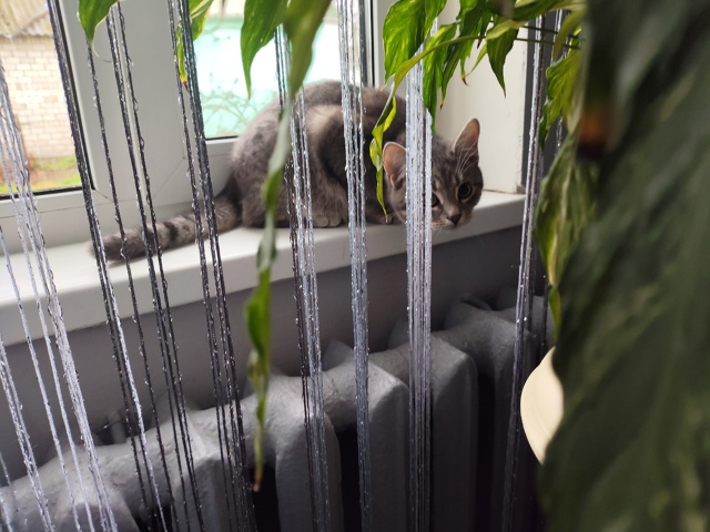 Не #мявстерская
Охотится