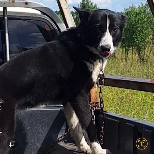 Здравствуйте,
‼️Помогите пожалуйста найти собачку , ...