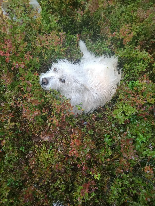 В Пиндушах (в районе Первомайской улицы) пропал пёс по ?...