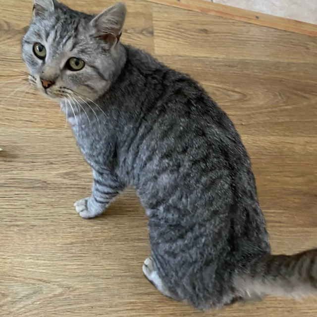 Здравствуйте, котик в добрые руки. Желательно в частны?...