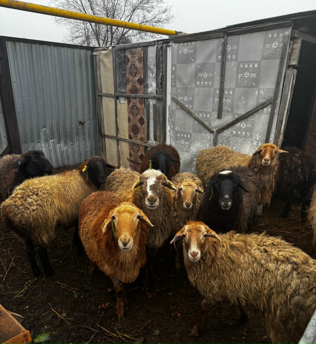 Продам овец
89991091213